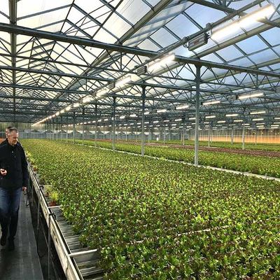 ราคาดี Corrosion Resistance Agriculture Solar Energy Greenhouse 2.0mm 2.5mm Thickness ออนไลน์