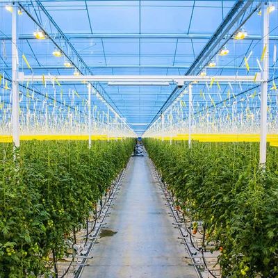 ราคาดี Agricultural Galvanized Steel Frame Solar PV Greenhouse ออนไลน์
