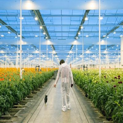 ราคาดี Adjustable Light Sustainable Steel Film Greenhouse Solar System ออนไลน์