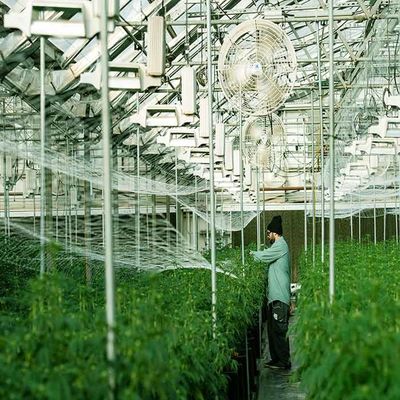 ราคาดี Galvanized Stainless Steel Greenhouse Solar Mounting Structure ออนไลน์